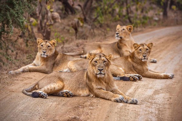 Gir National Park Tour